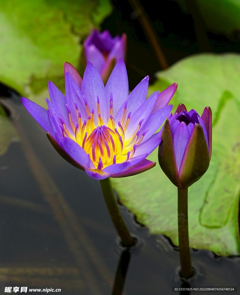 莲花