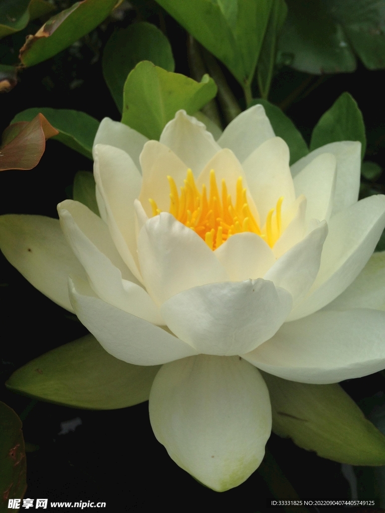 莲花