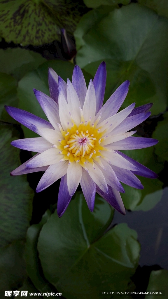 莲花