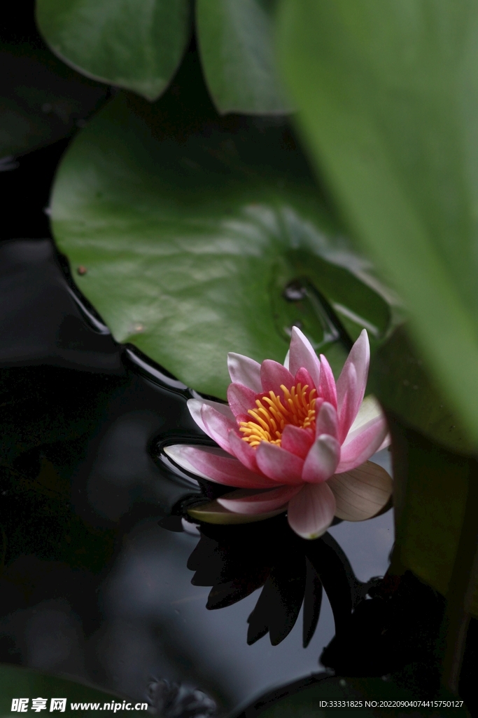 莲花