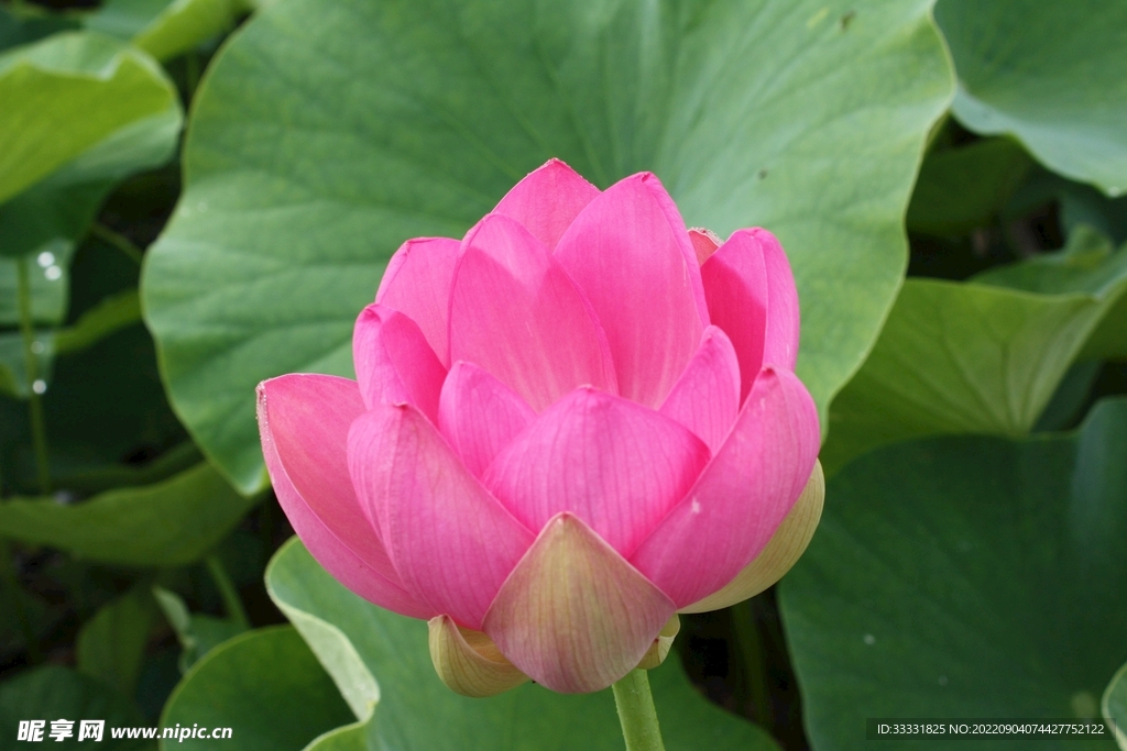 莲花