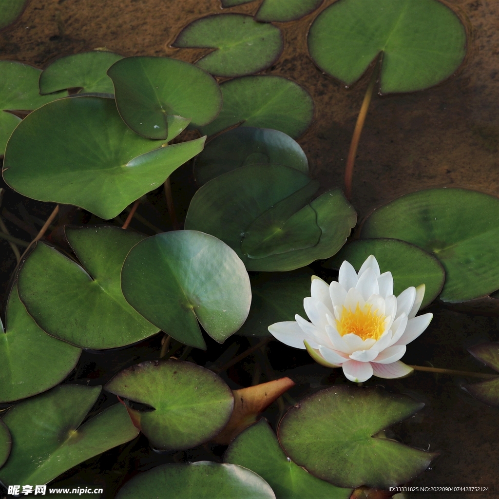 莲花