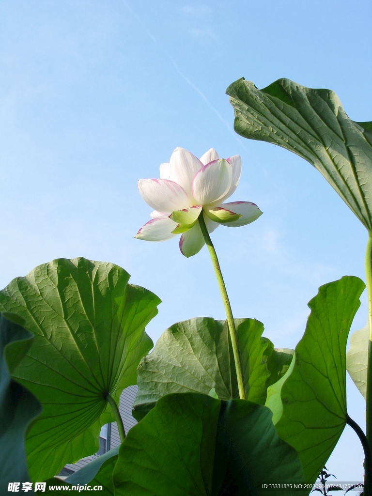 莲花
