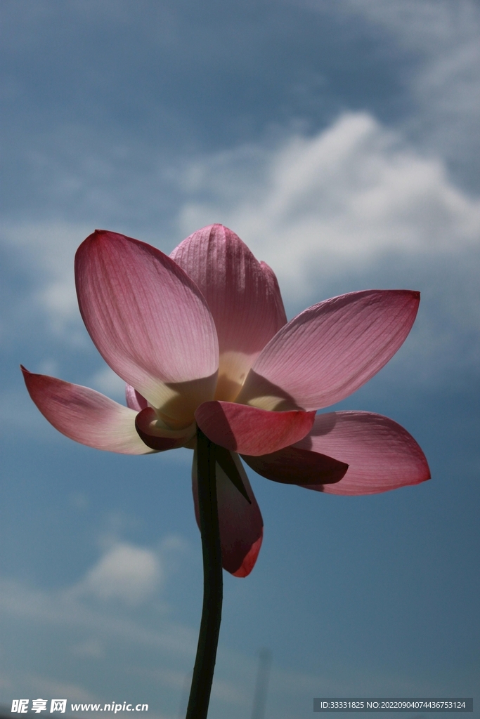 莲花