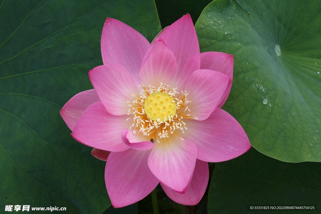 莲花