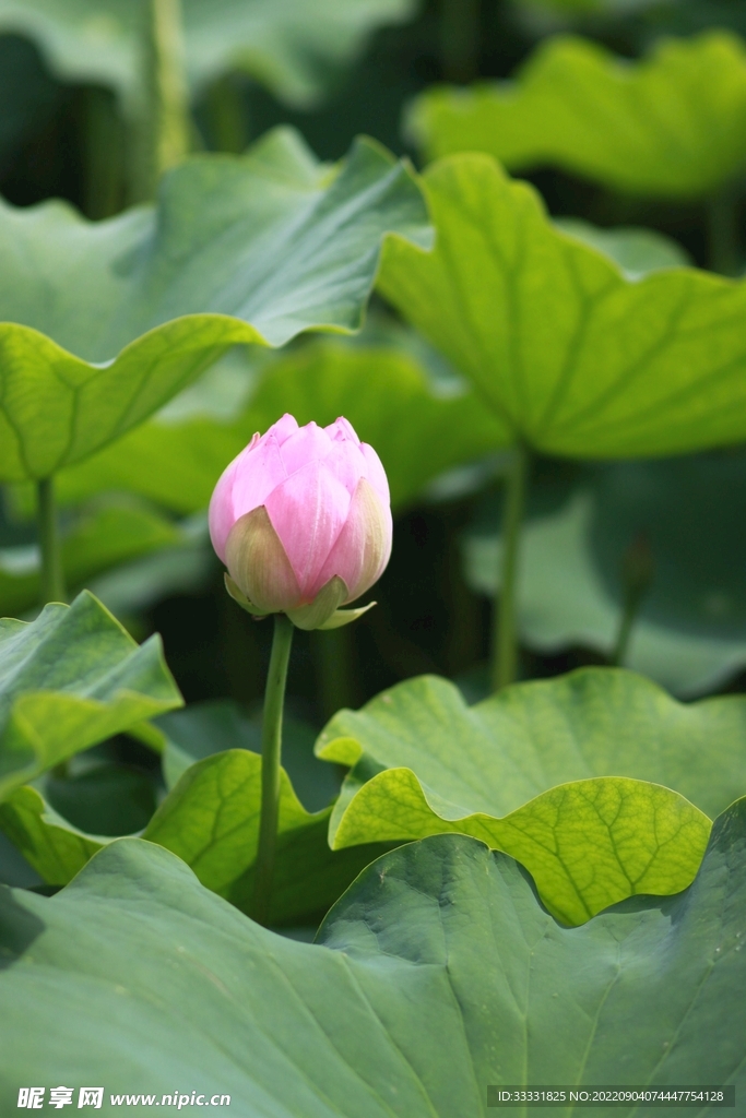 莲花