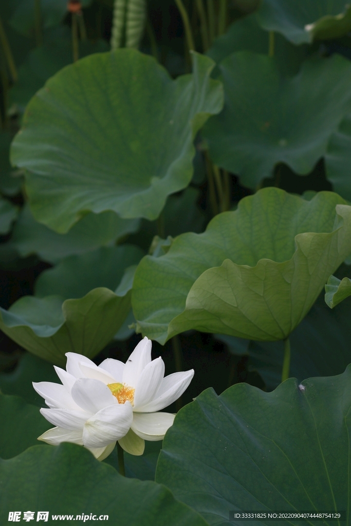 莲花