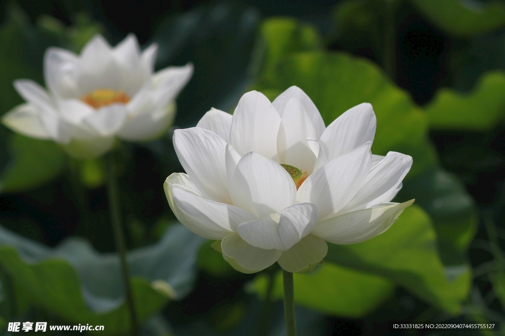 莲花