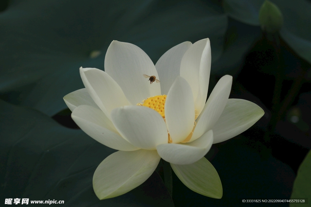 莲花