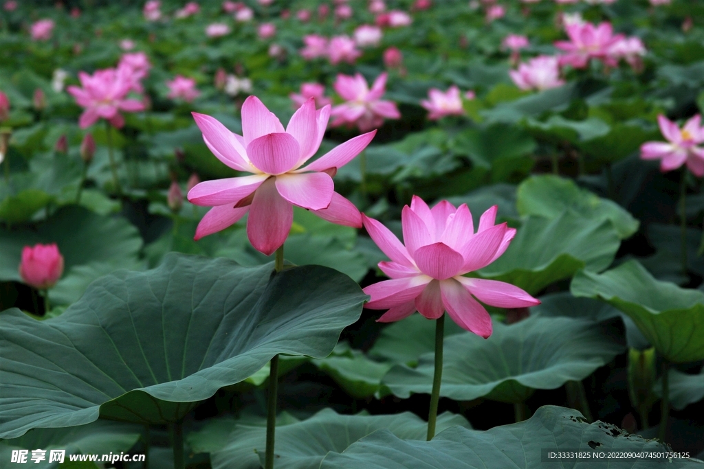 莲花