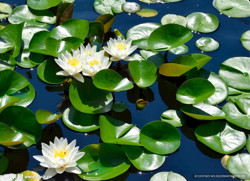 莲花