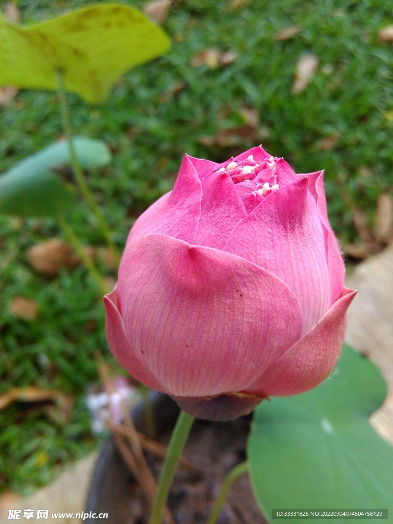 莲花