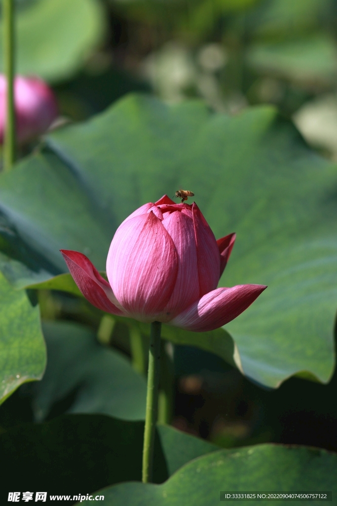 莲花