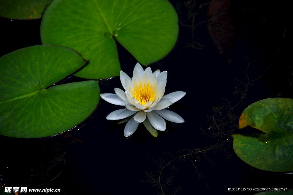 莲花