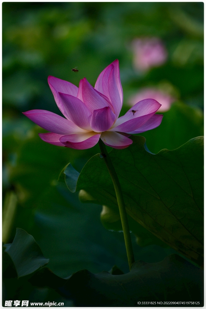 莲花