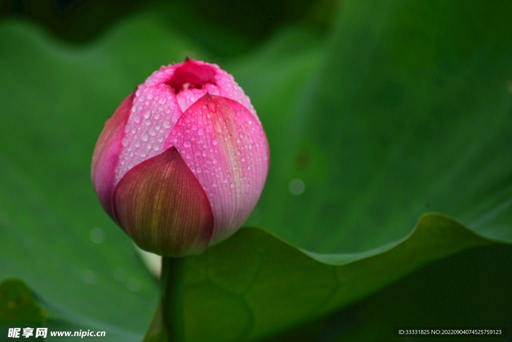 莲花