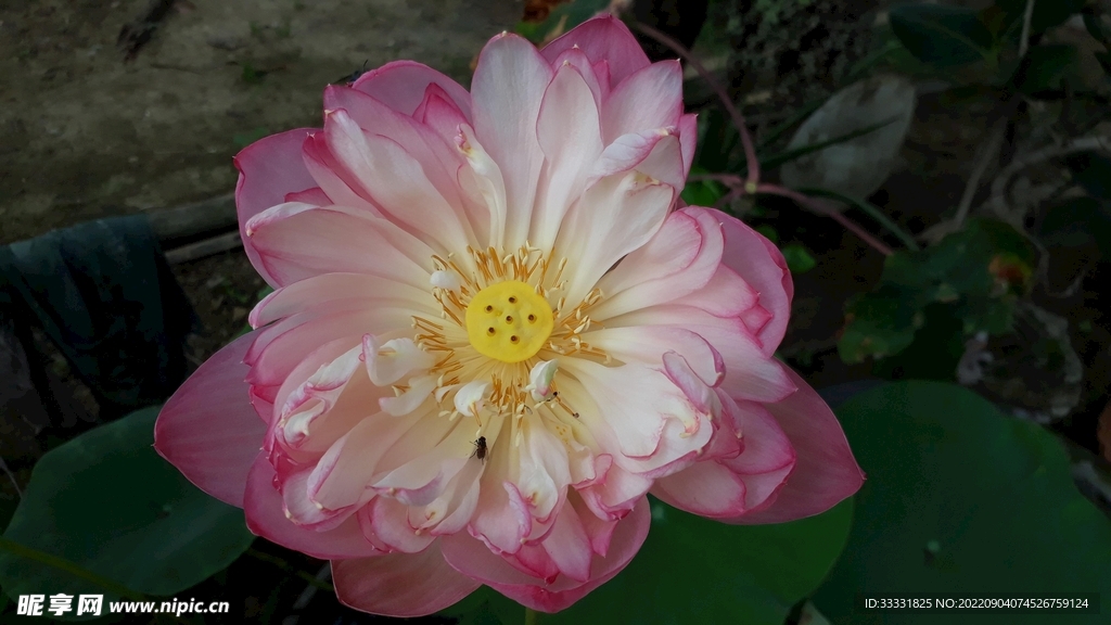 莲花