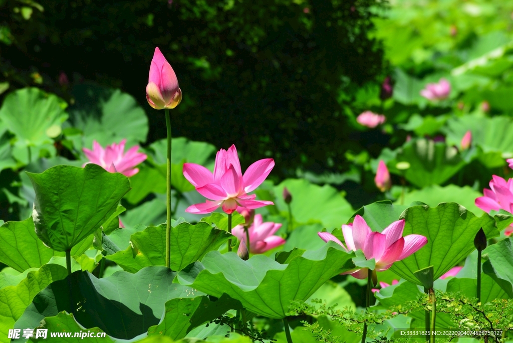 莲花