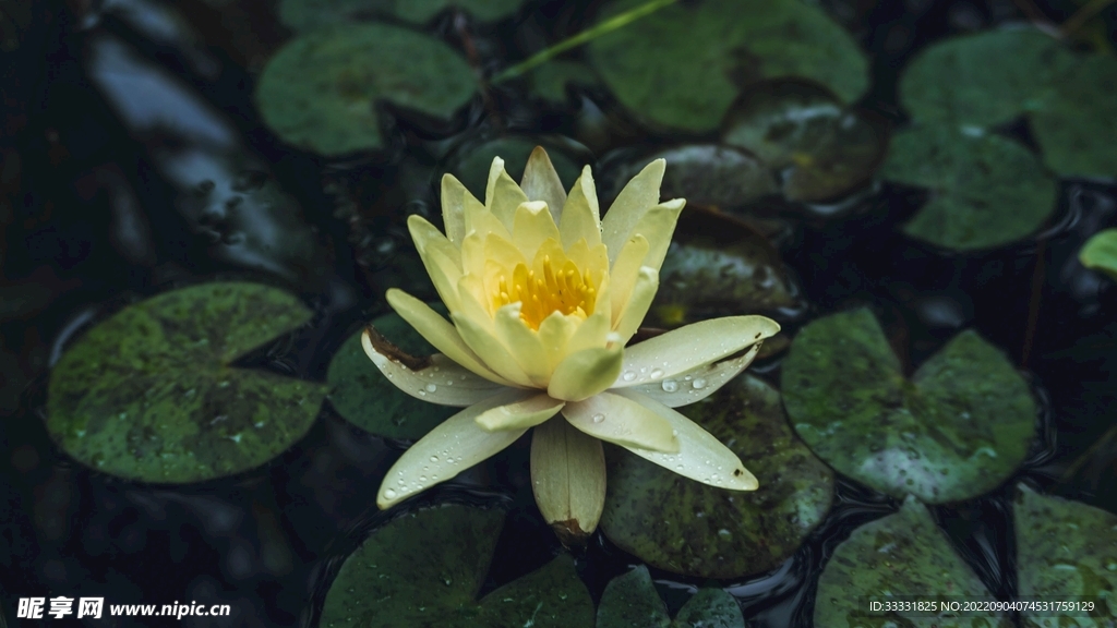 莲花
