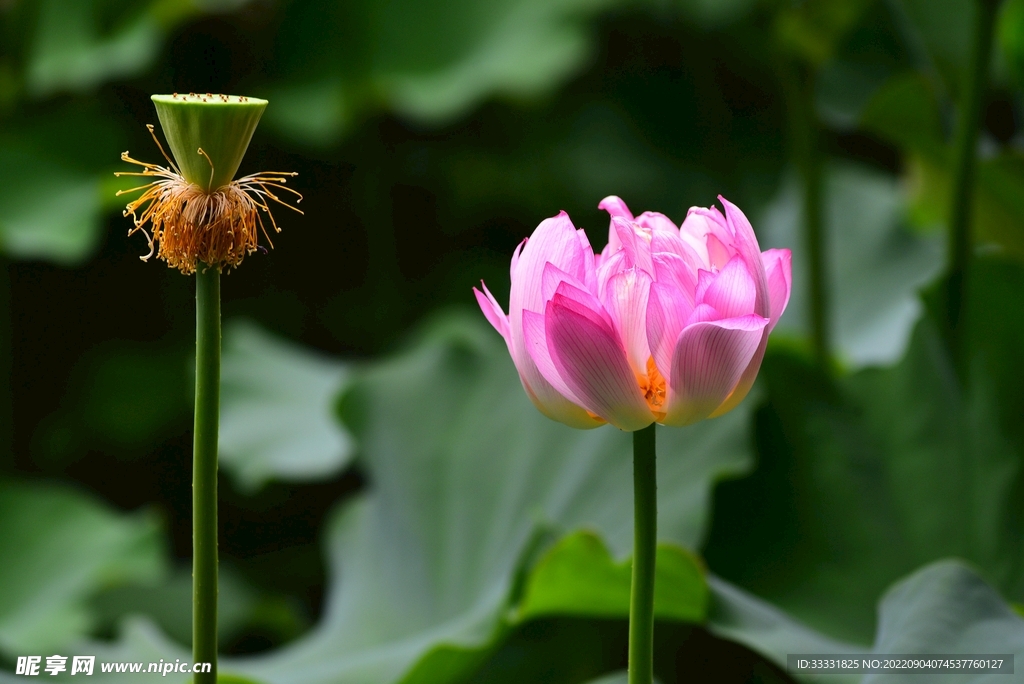 莲花