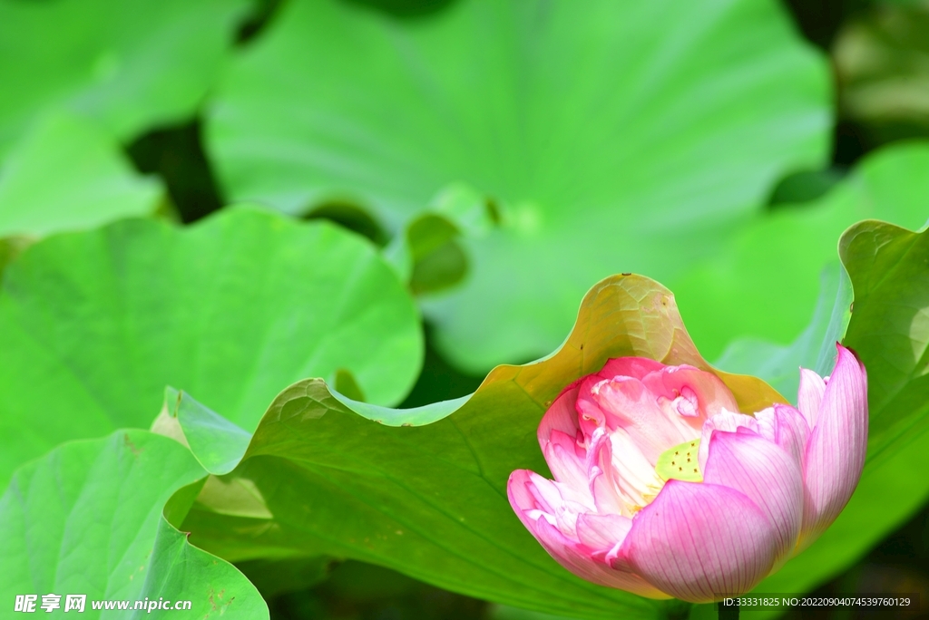 莲花