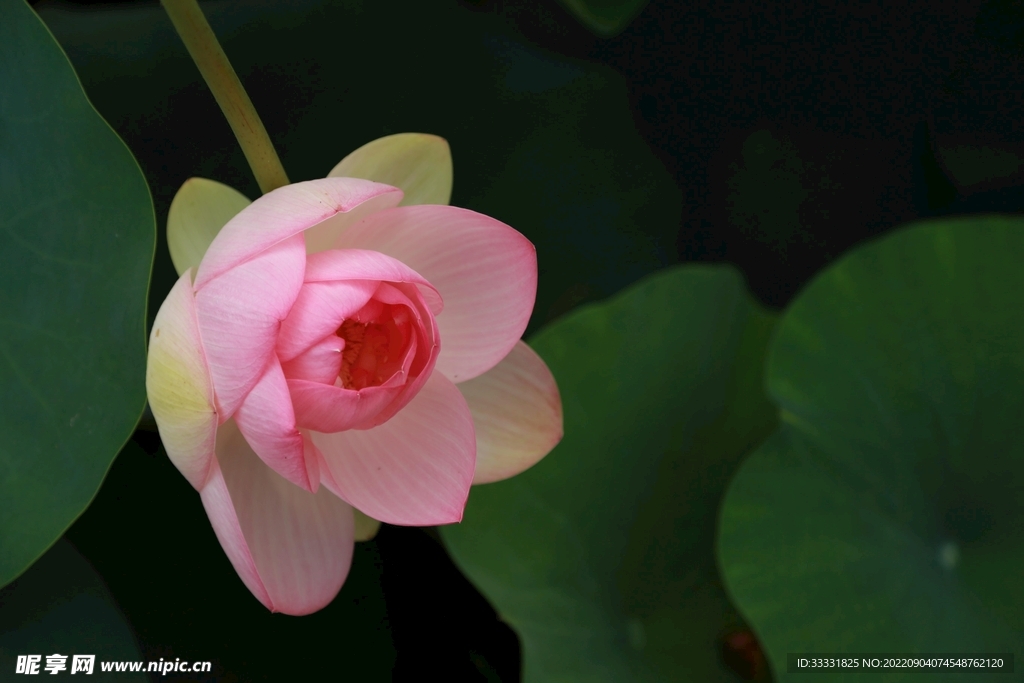 莲花