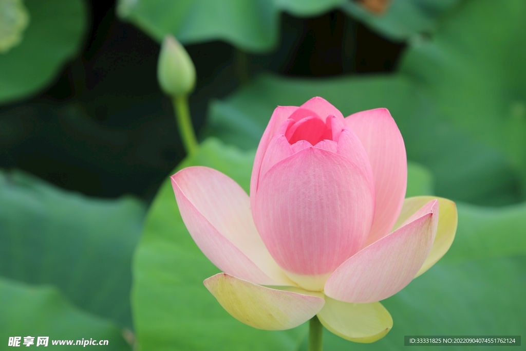 莲花