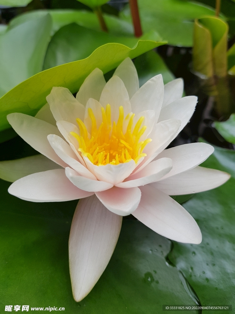 莲花