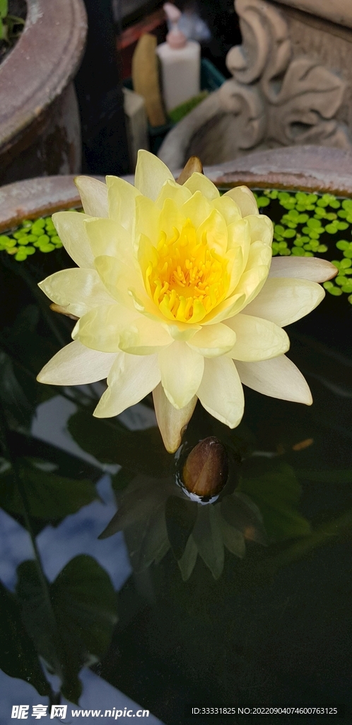 莲花