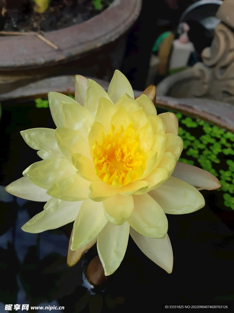 莲花