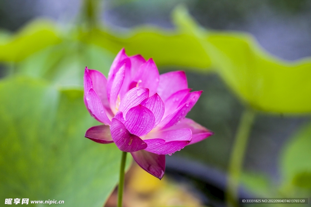 莲花