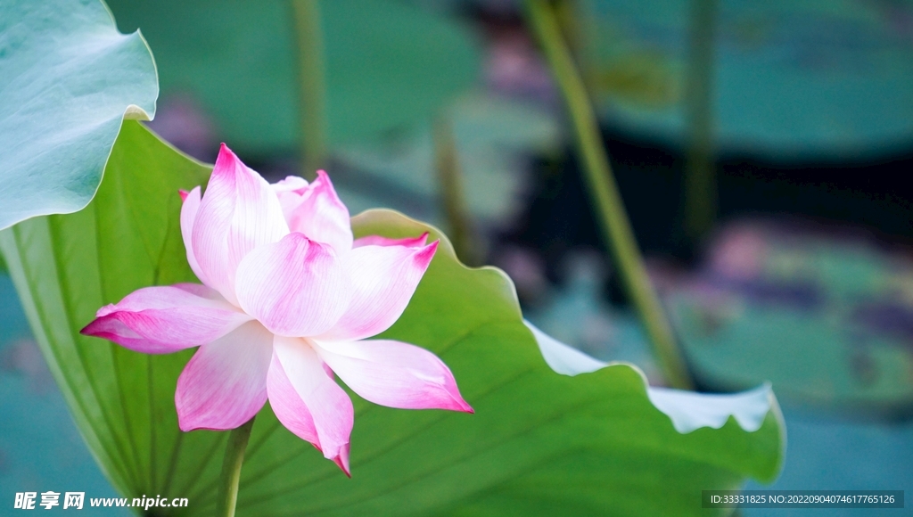 莲花