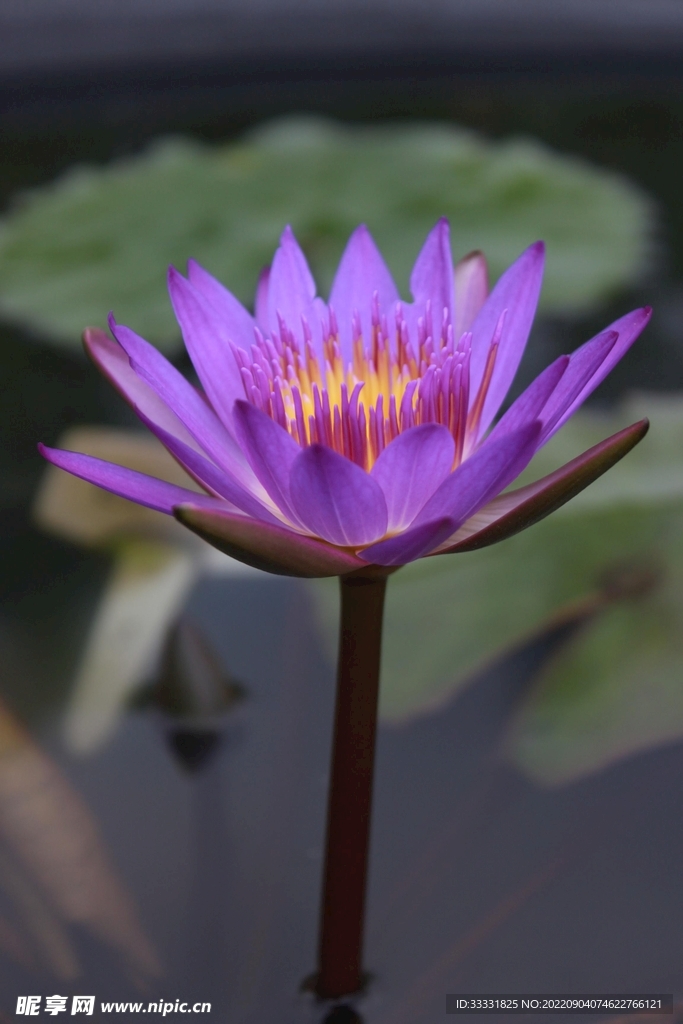 莲花