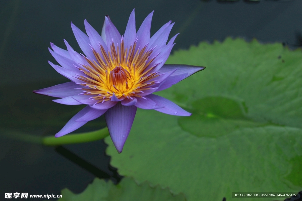 莲花