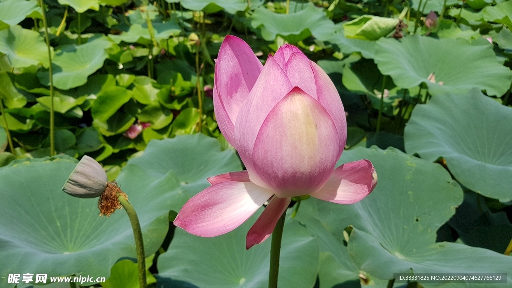 莲花