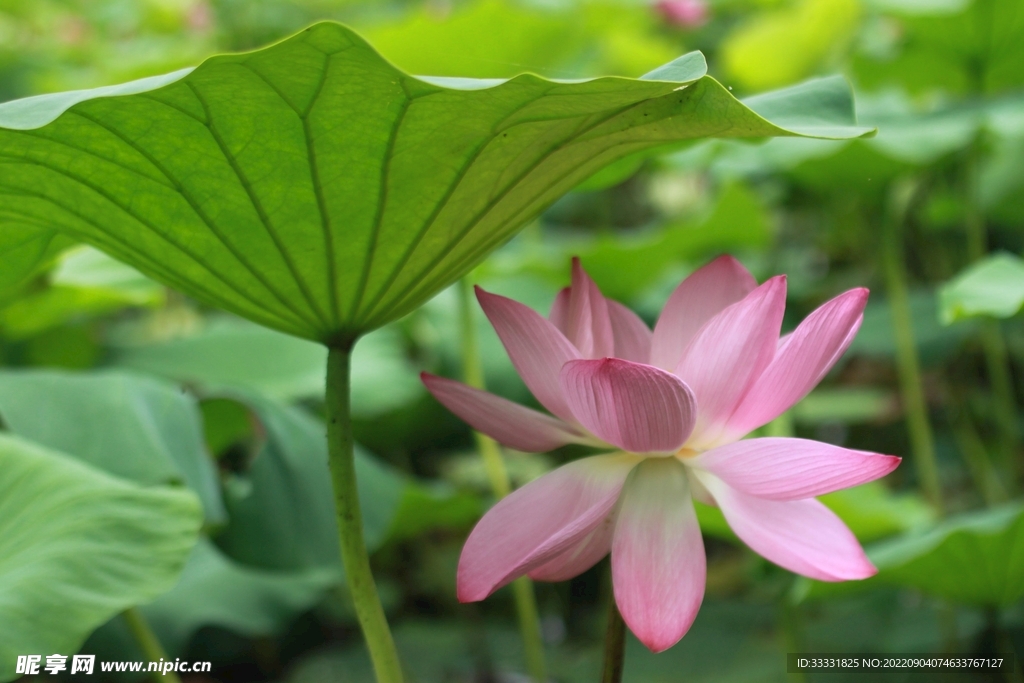 莲花