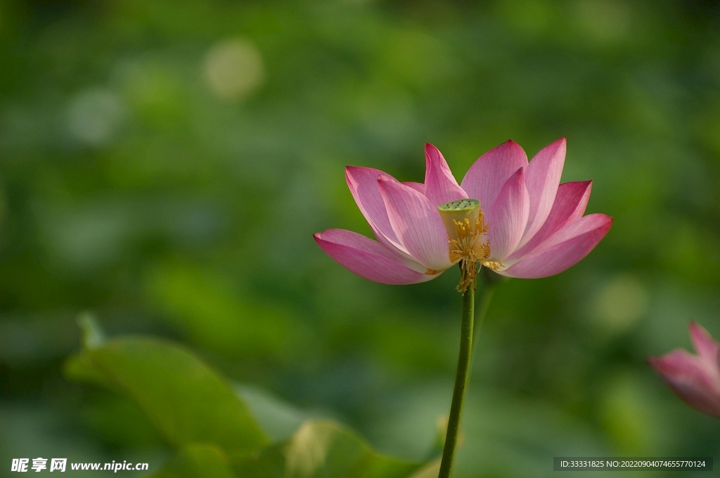 莲花