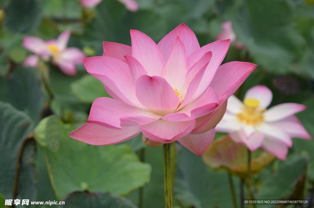 莲花
