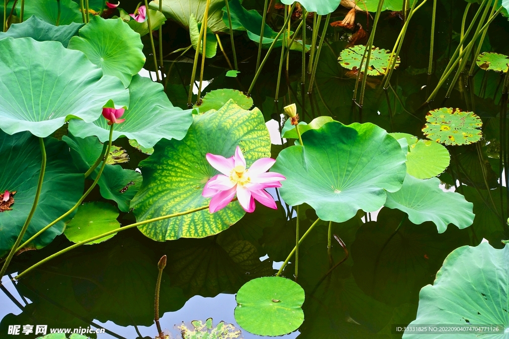 莲花