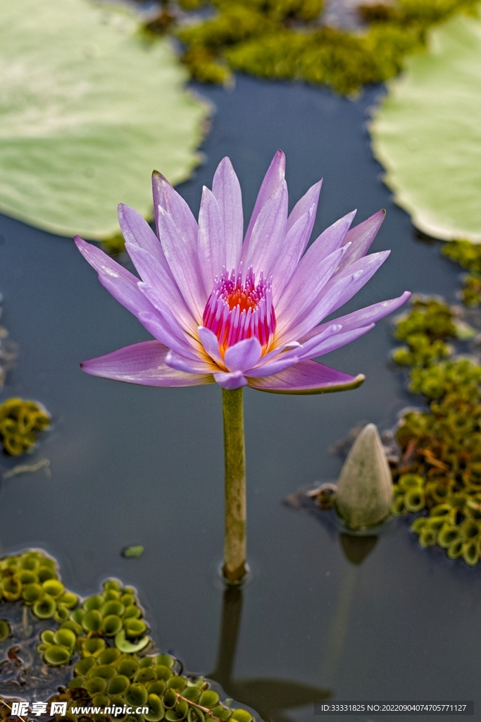 莲花