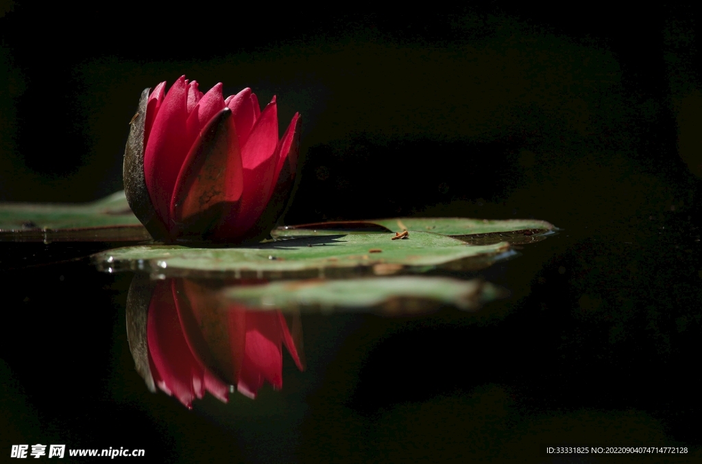 莲花