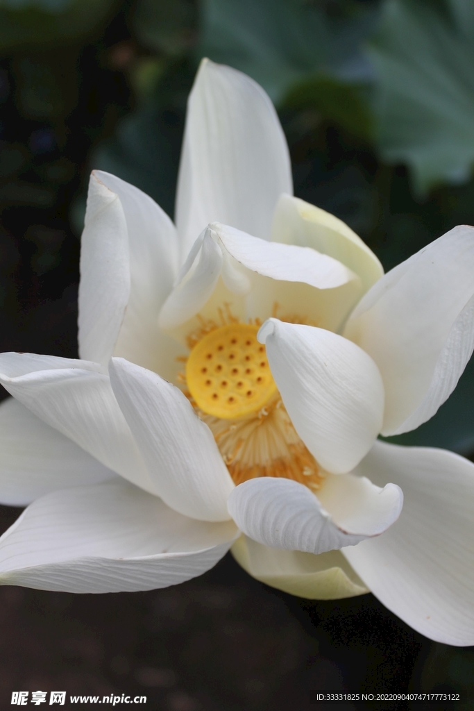 莲花