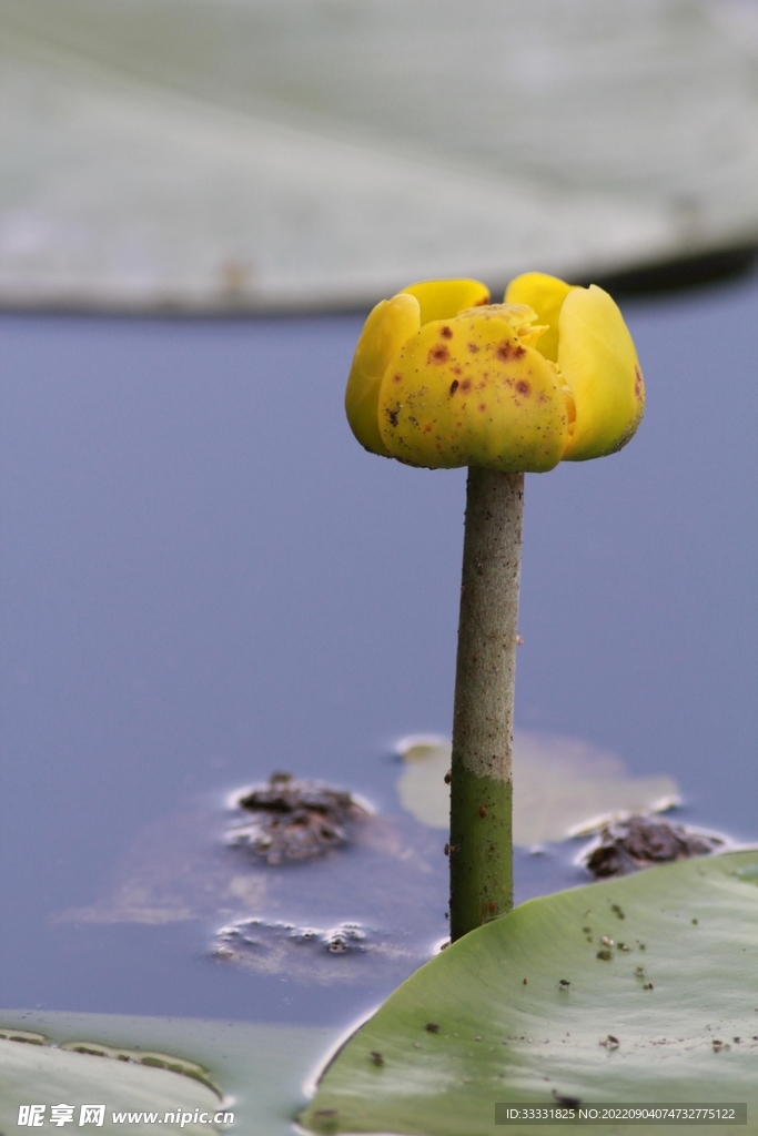 莲花