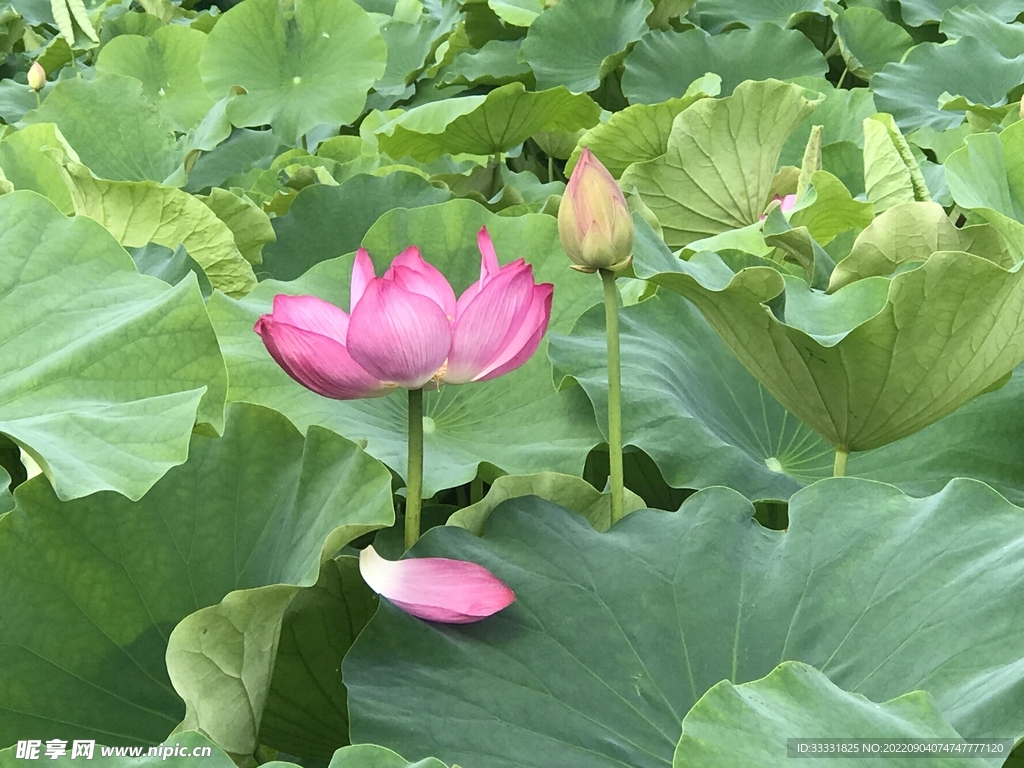 莲花