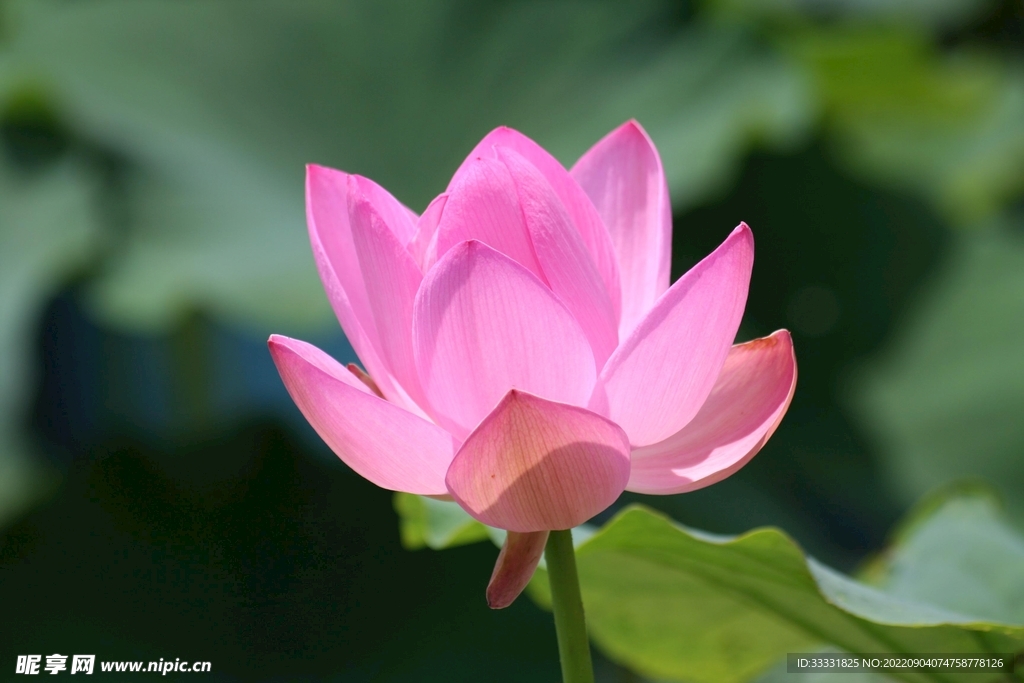 莲花