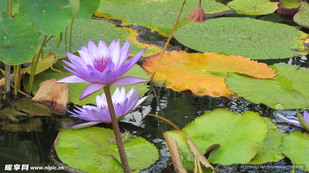 莲花