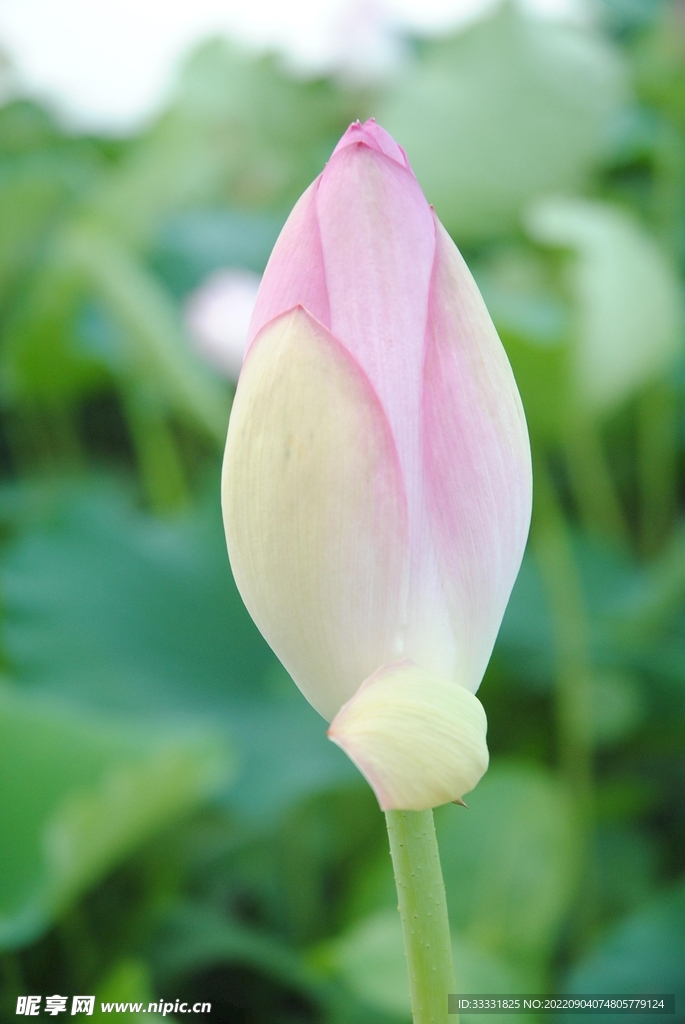 莲花