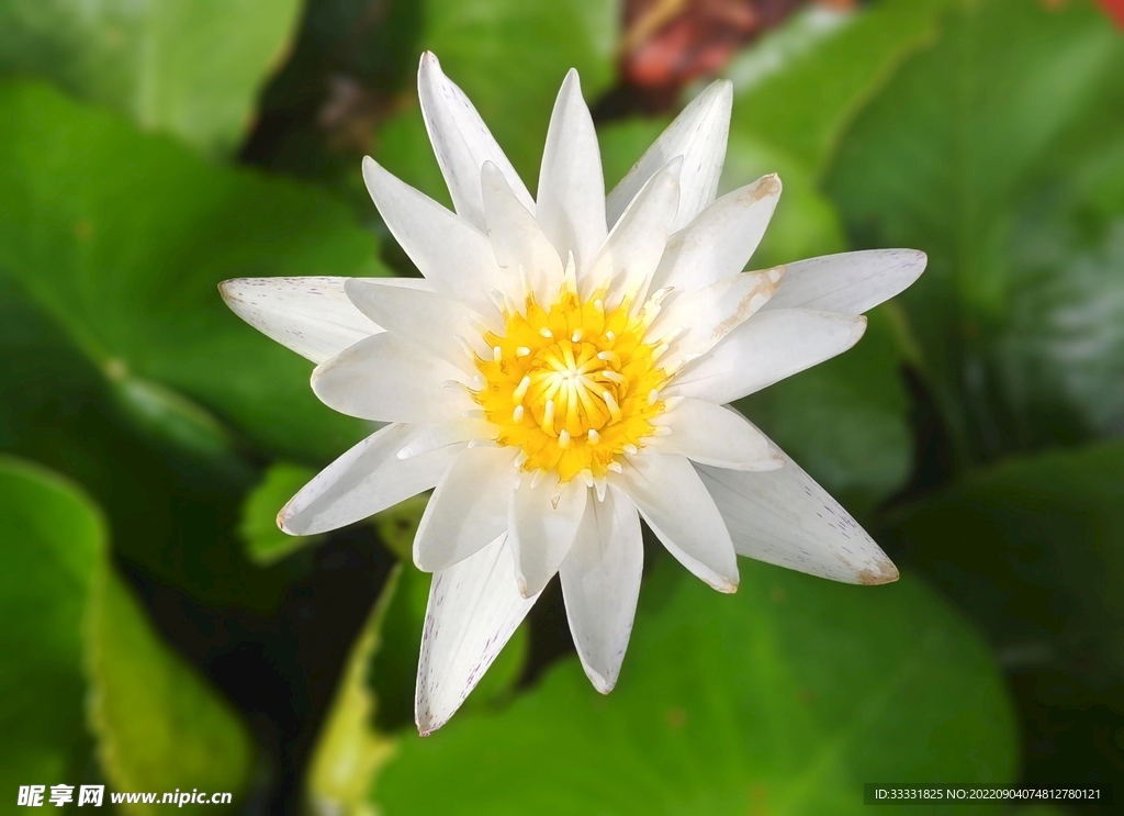 莲花