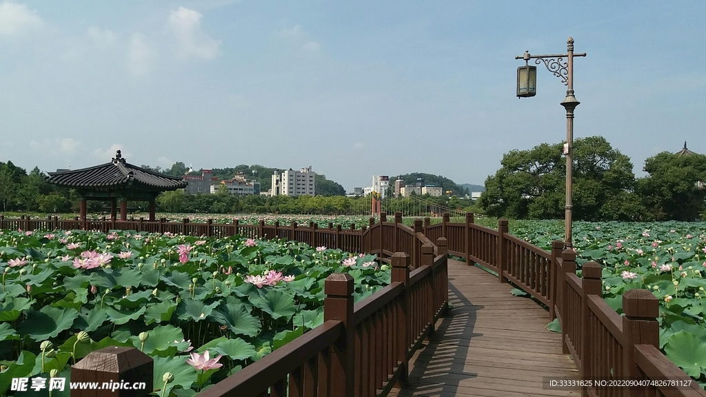 莲花