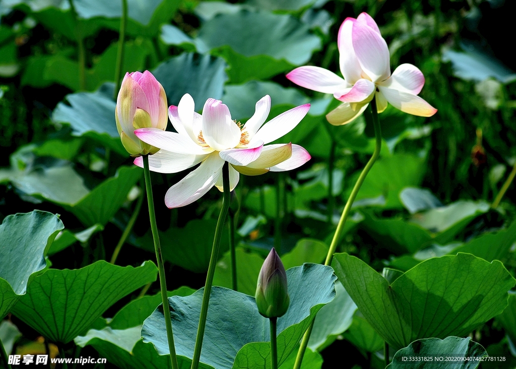 莲花